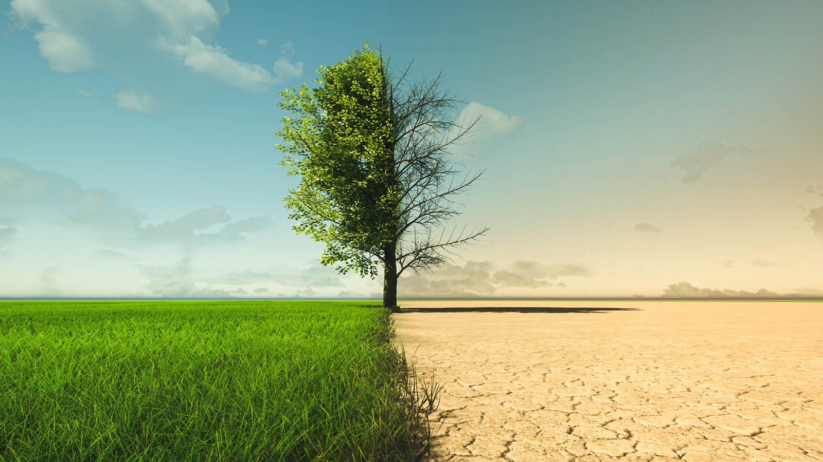 Tree on flat land with dessert on one half and green foliage on the other half