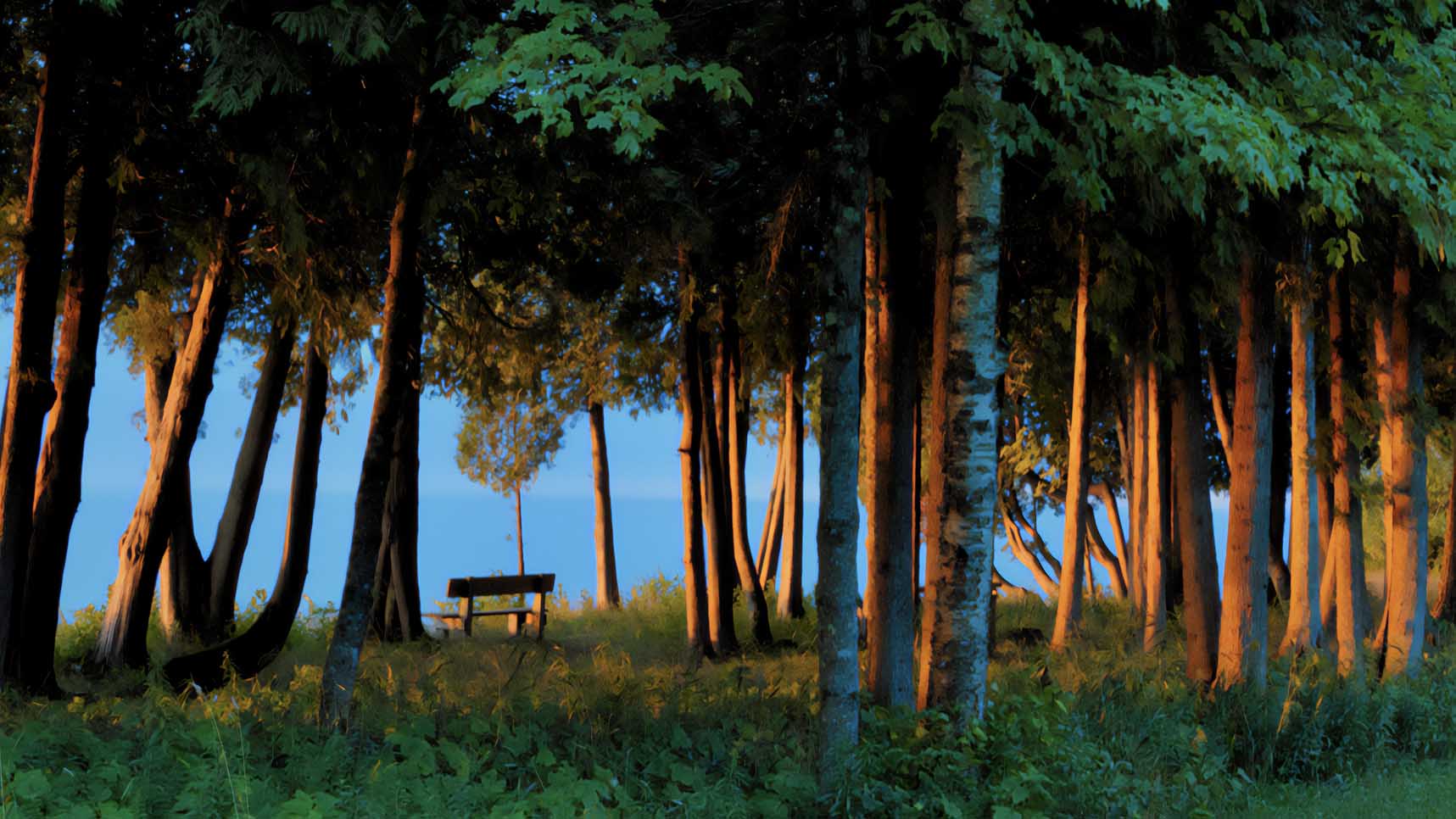 Forest on Bjorklunden campus in Door County, Wisconsins