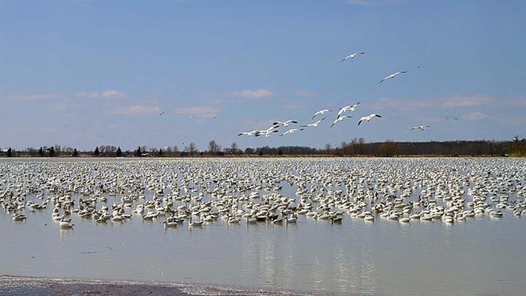 Birds flying over water