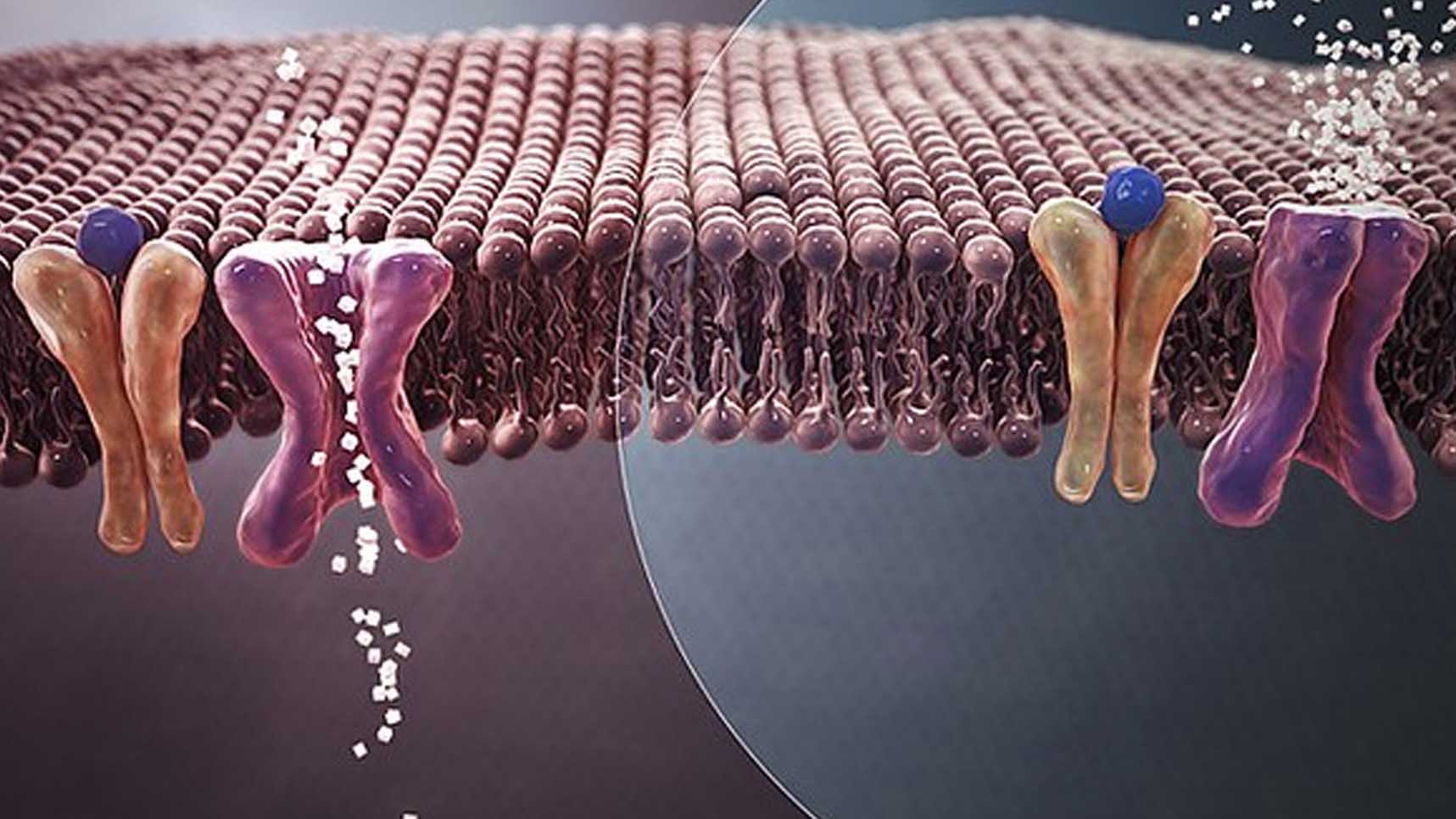 Mechanism of normal Blood Sugar (white crystals) absorption (Left) Vs. insulin resistance in Type 2 Diabetes (Right)