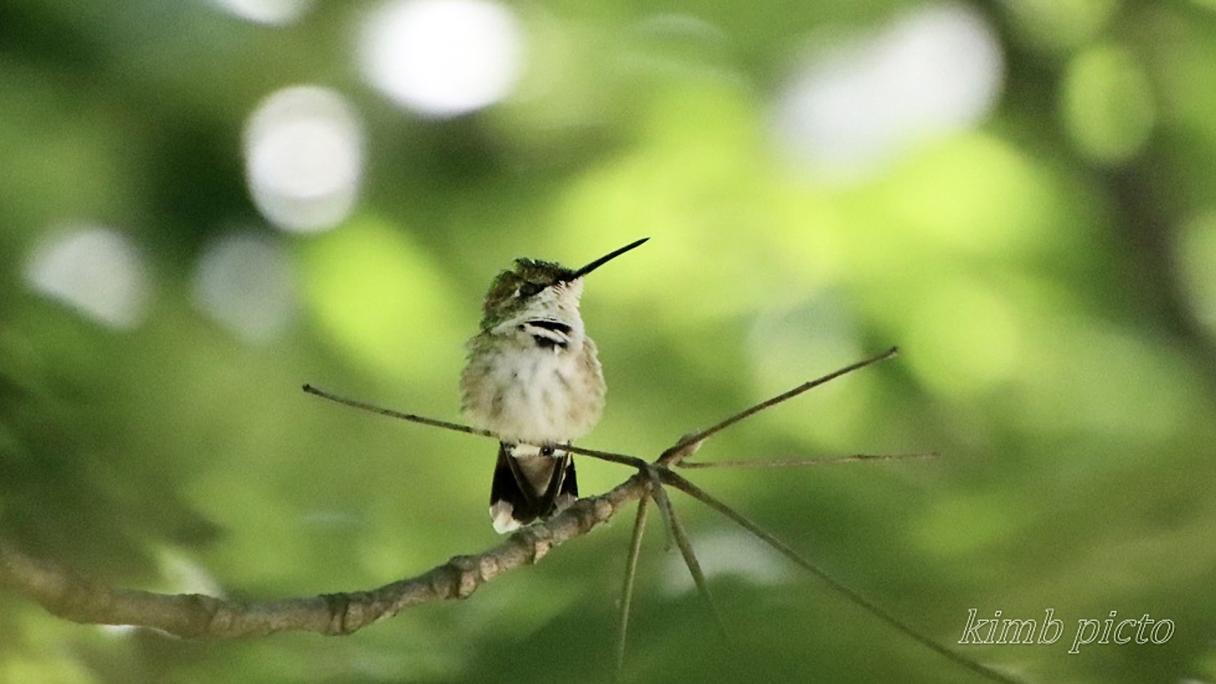 Bird with long beak perched on a branch in the woods