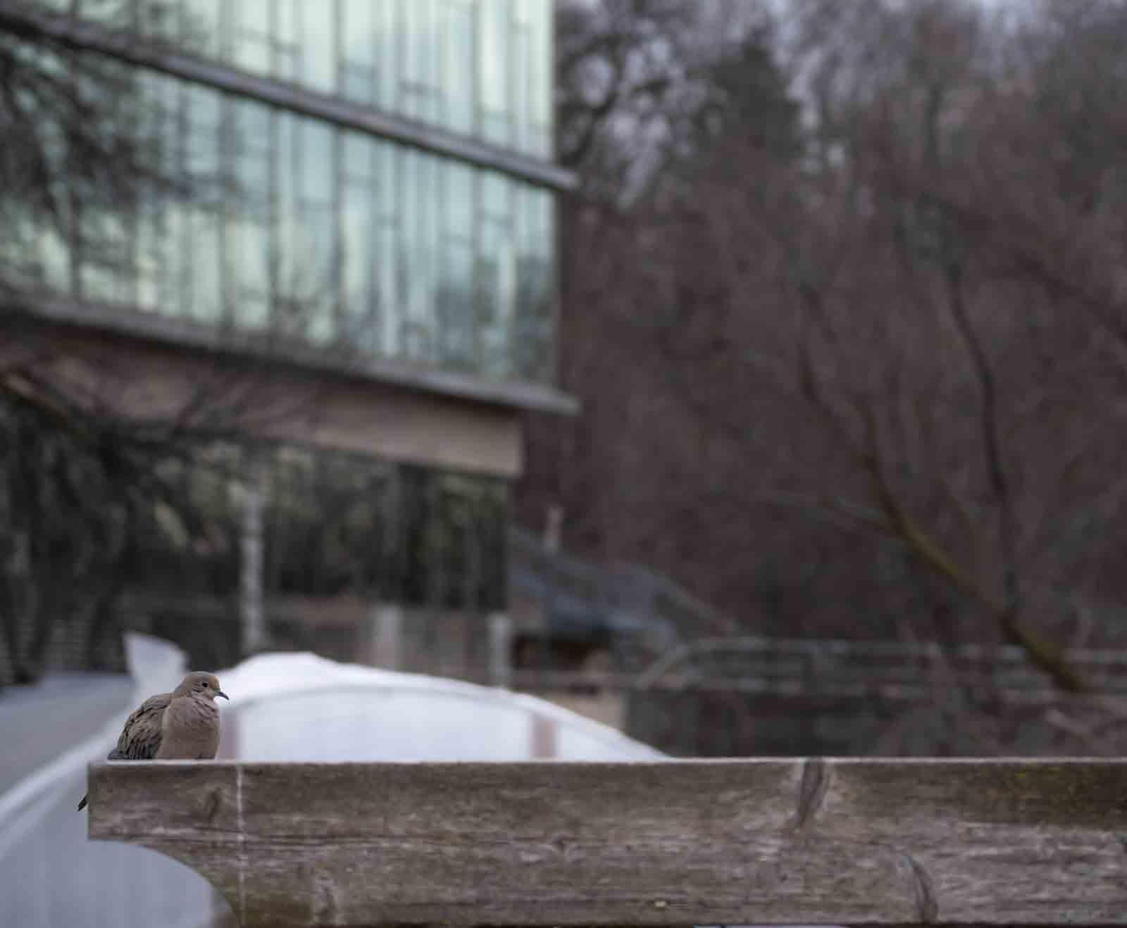 A mourning dove is seen in SLUG garden.