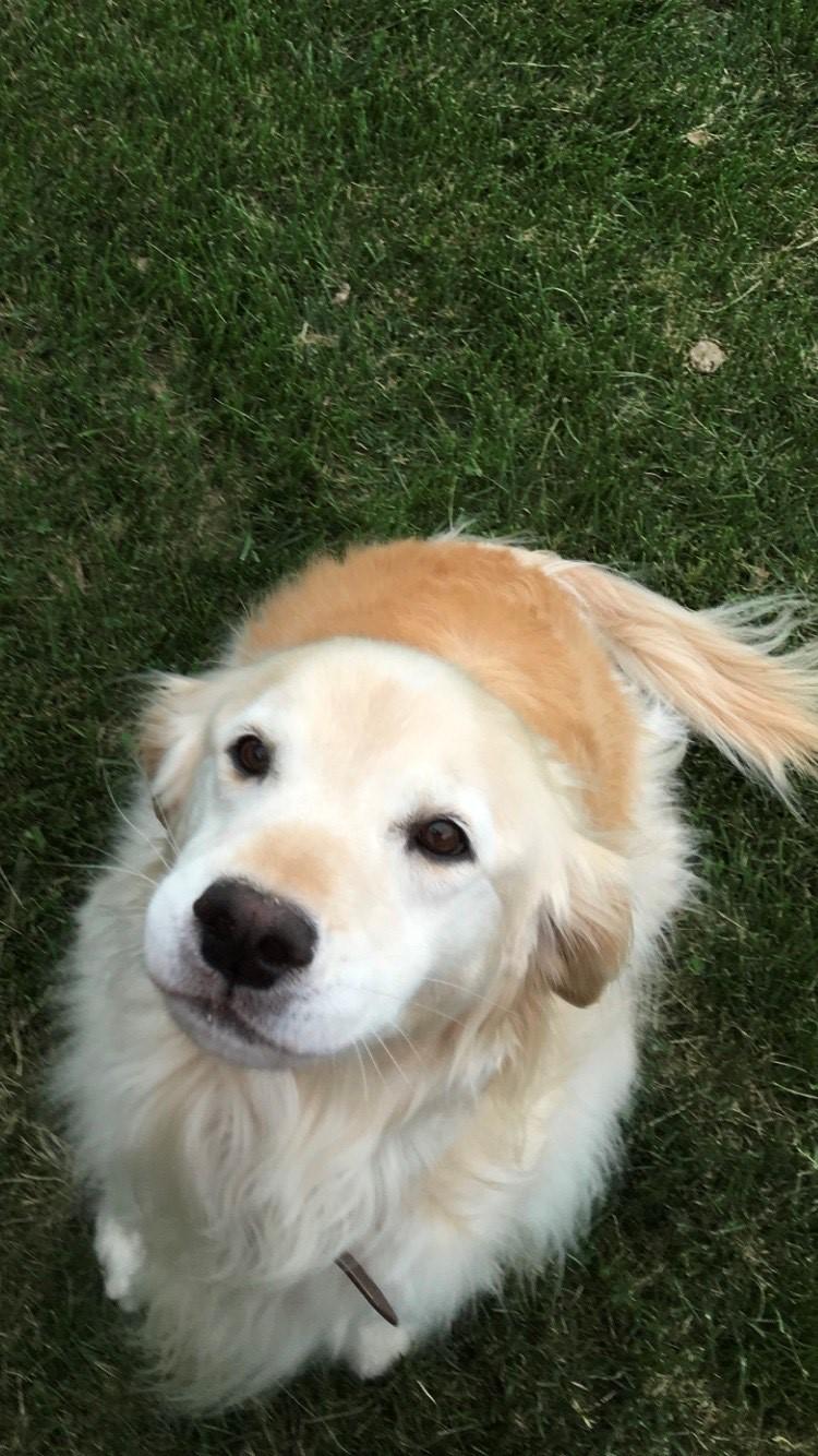 Breeze, LU Therapy dog