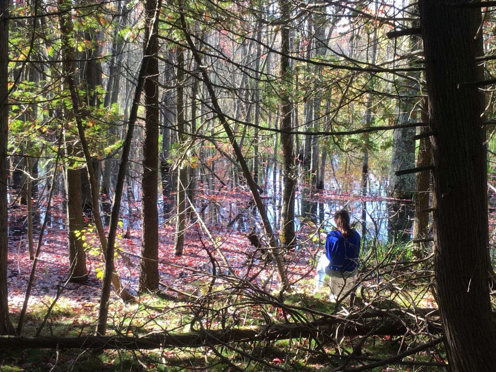 a person sits alone in the woods