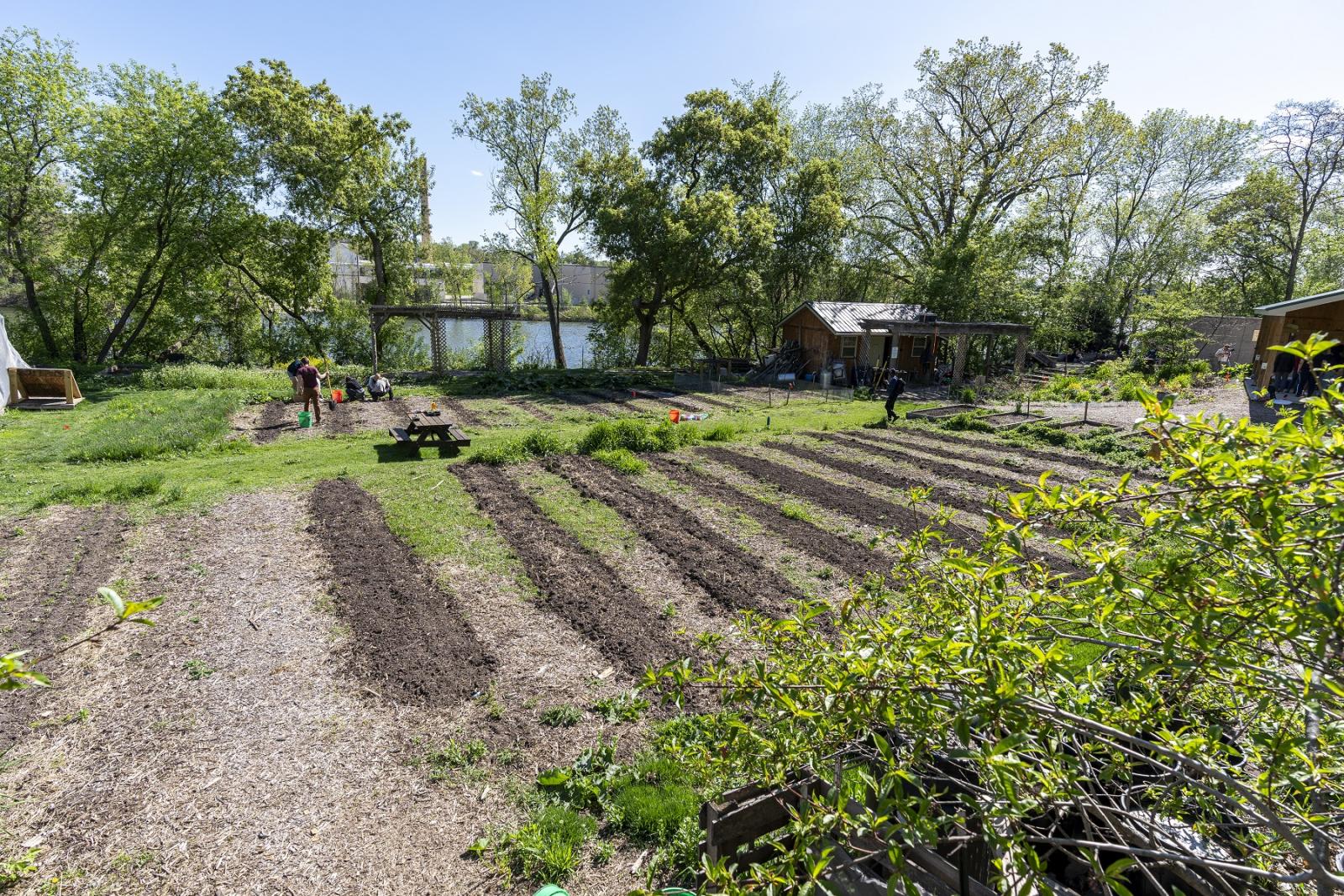 Students work in SLUG garden.