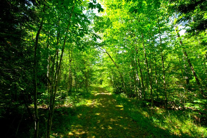 lush green trail in the woods