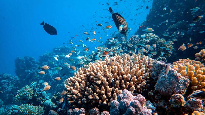 Coral reef and lots of fish swim under water